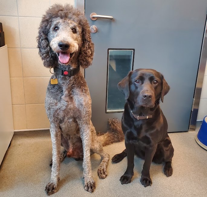 Poodle Gershwin sits smiling next to Bella, a petite black Labrador, in a room at the National Centre.