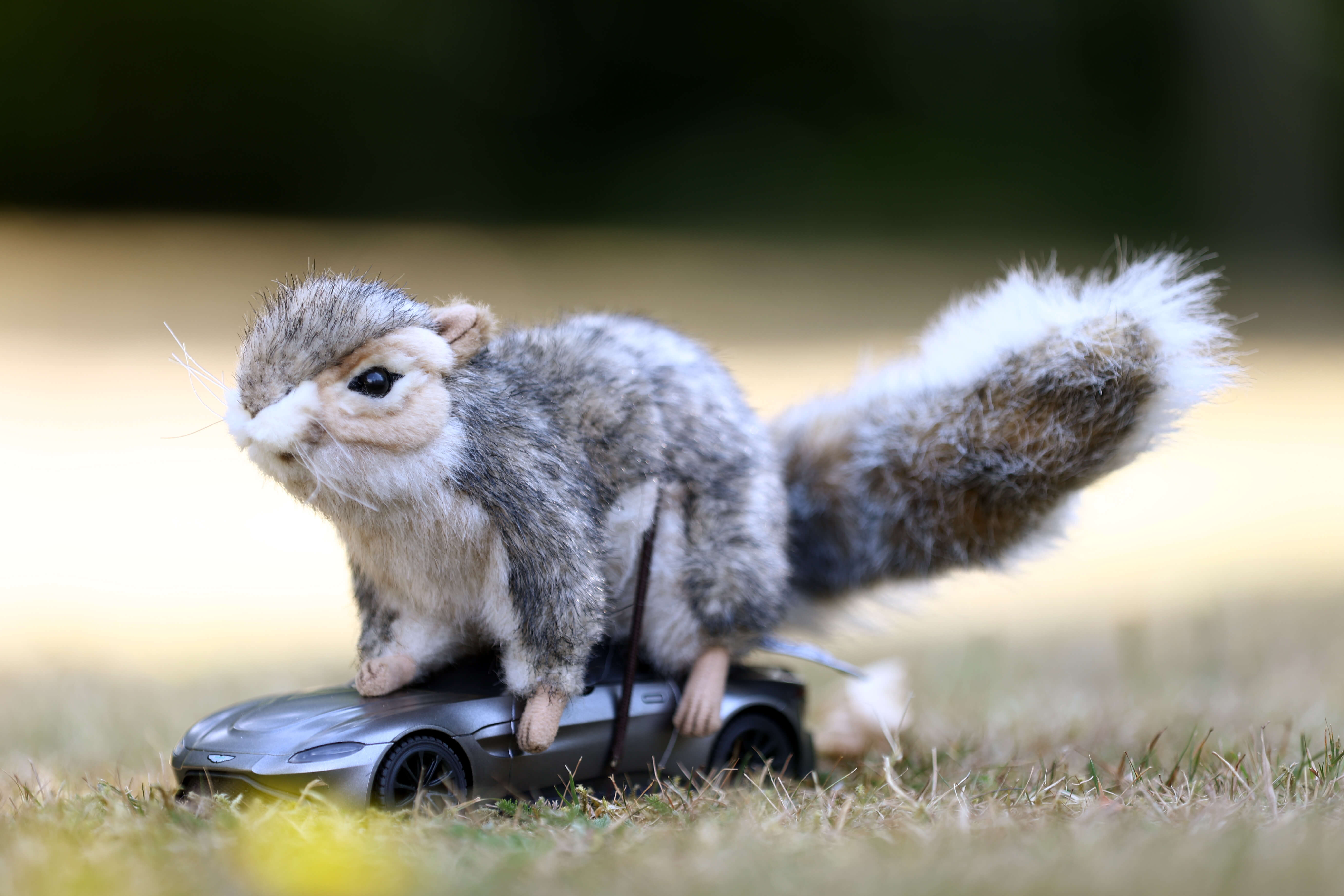 A close up of squirrel car - a fluffy toy strapped to a remote control Aston Martin car. on some grass