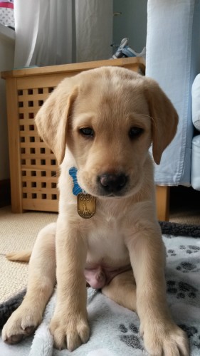 A yellow Labrador puppy with a Guide Dogs tag on his collar sits on a paw print patterned bed and looks down at the camera.