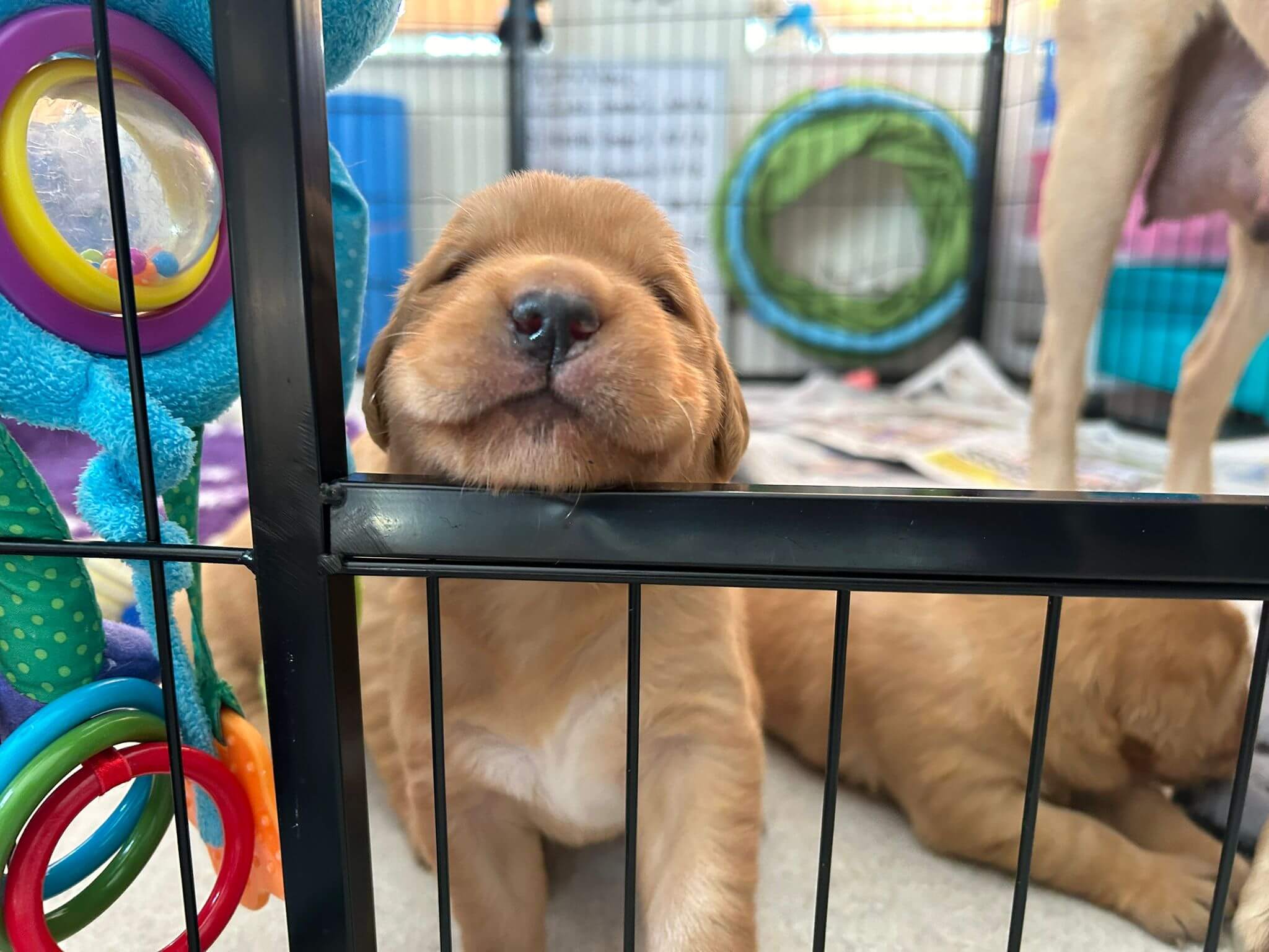 Tiny Titch at a few weeks old rests his head on the edge of his metal puppy pen with a sibling in the background