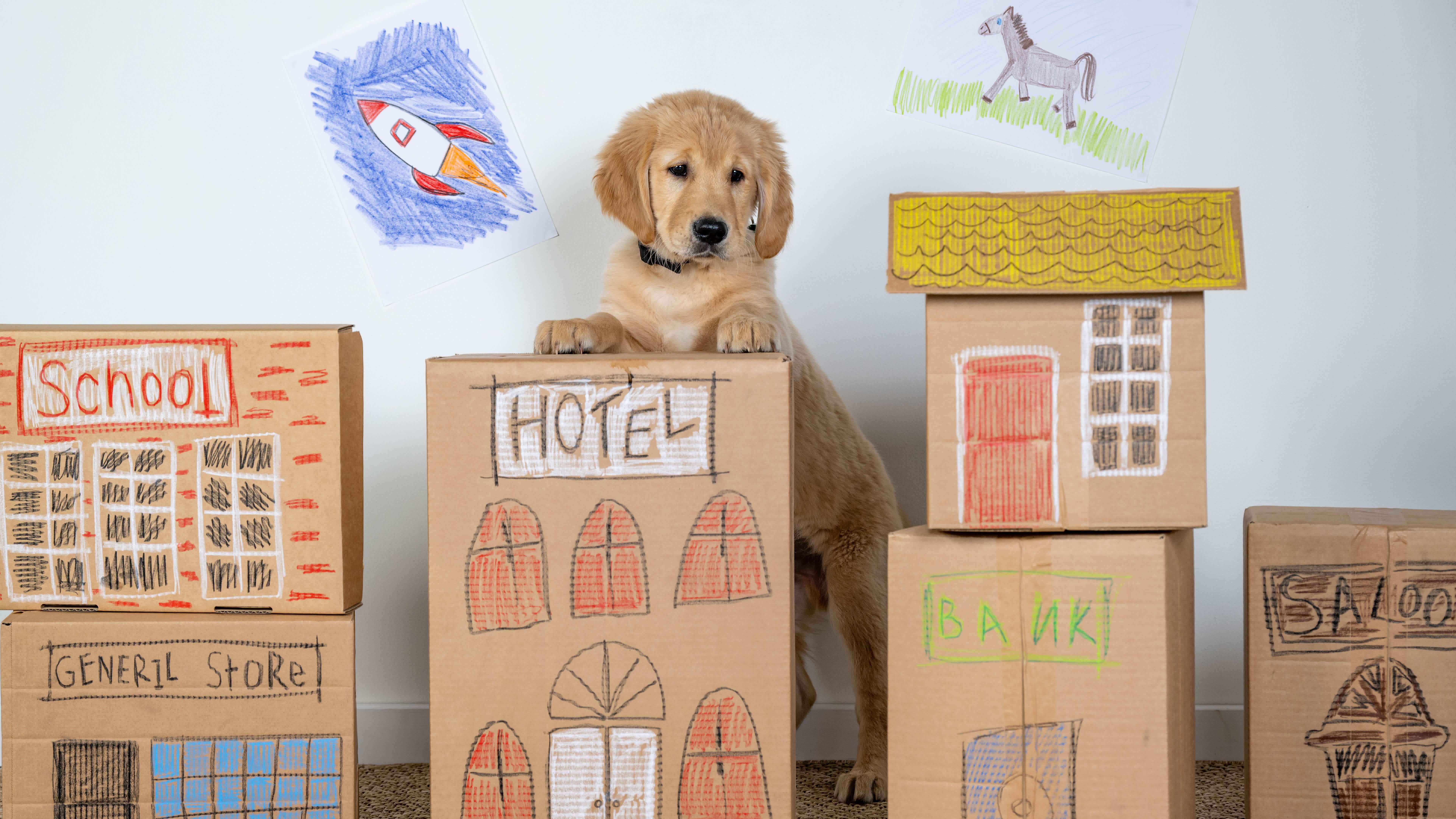 Golden retriever puppy Buzz stands with his paws on a cardboard box. He is surrounded by cardboard boxes made up by a child to look like a make believe town using coloured pencils. There is a drawing of a spaceship on the wall.