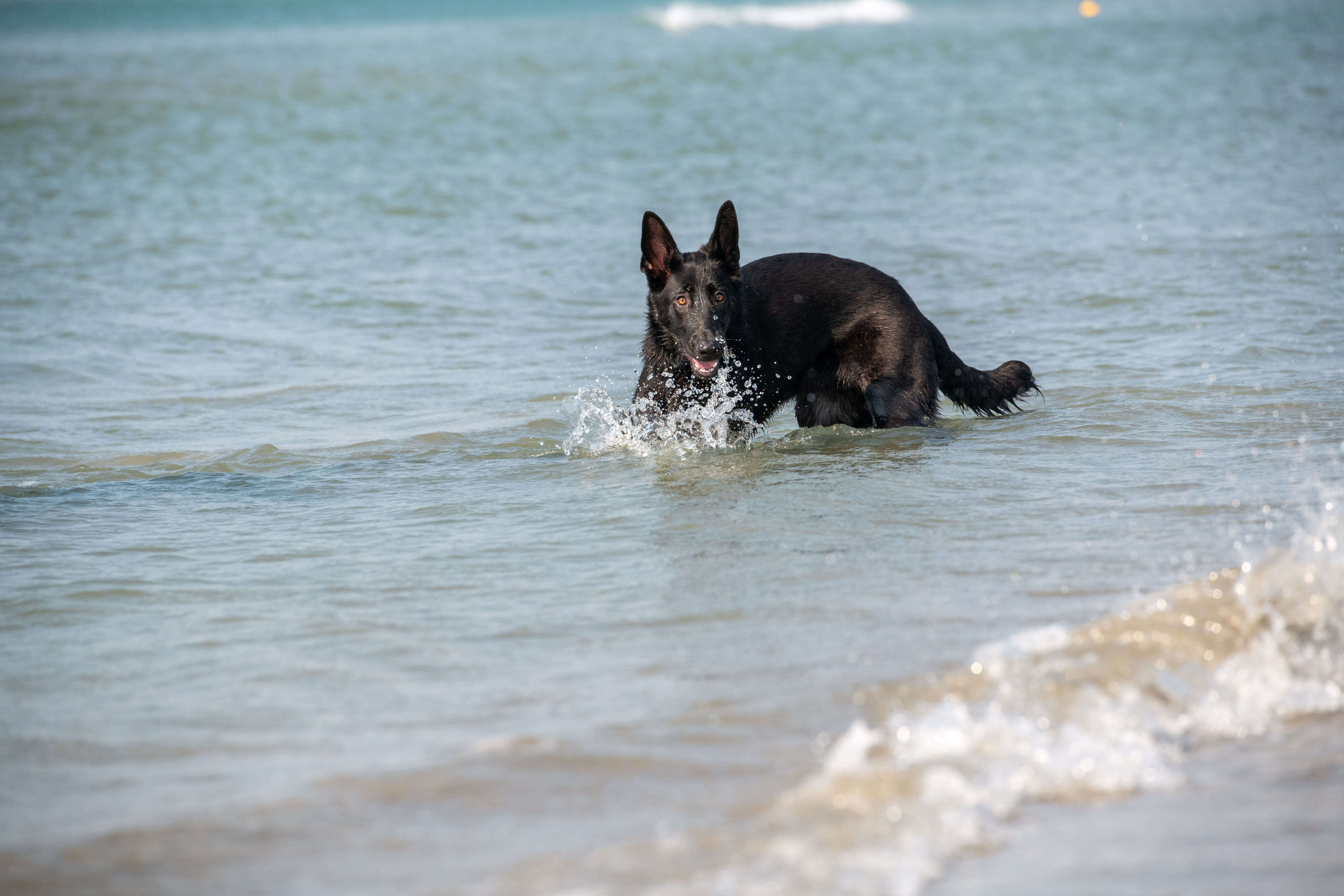 Black German shepherd puppy Fizz paddles at the beach close to the shoreline. There's a spray of water in front of her face.