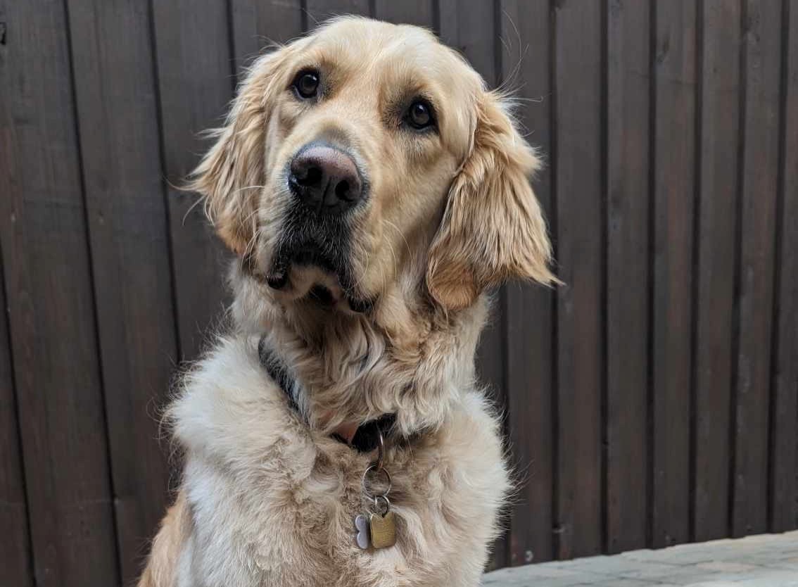 Spencer, a fluffy golden retriever guide dog, sits politely in front of a brown fence