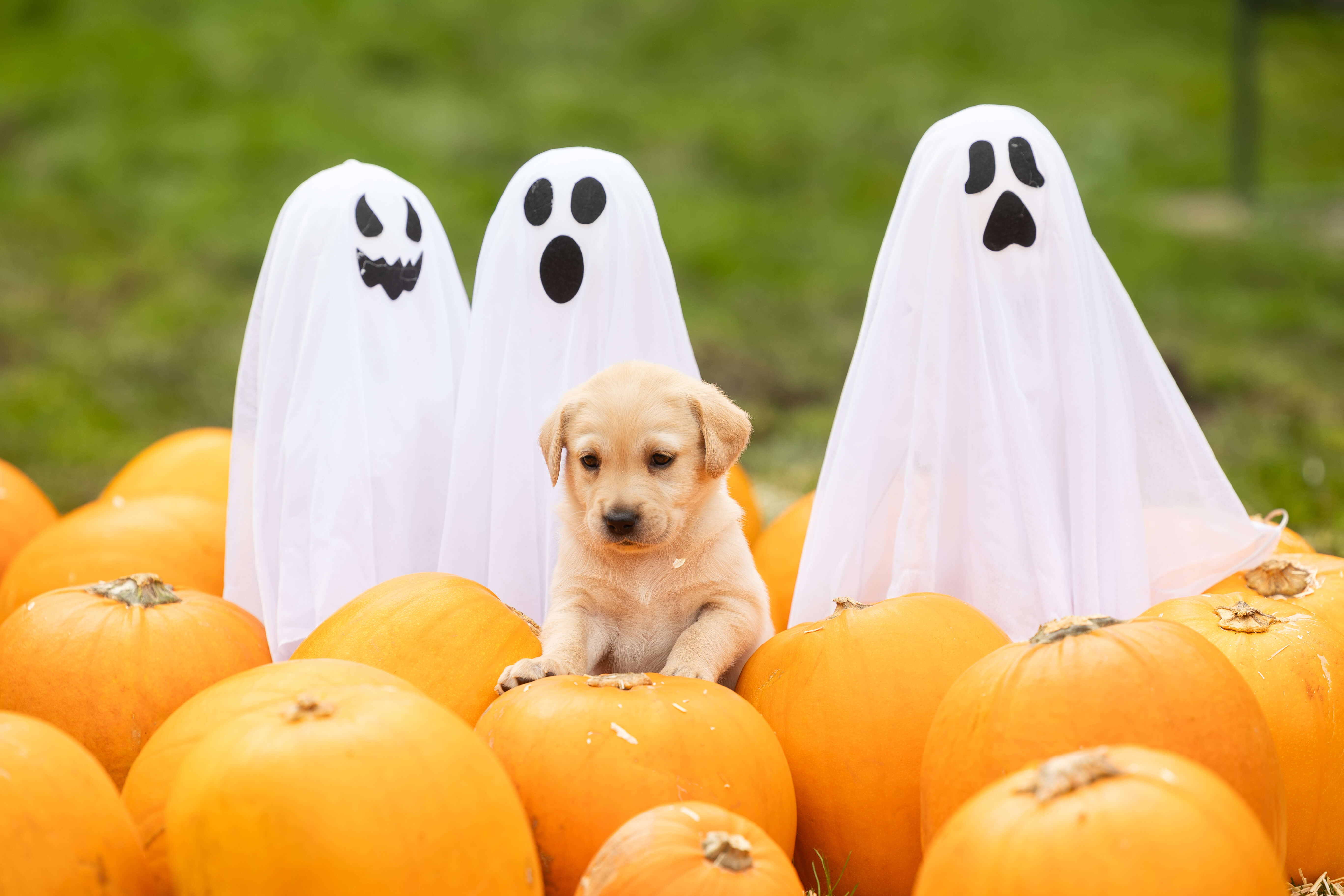 A five-week-old yellow Labrador puppy sits surrounded by pumpkins with three white ghost decorations. in the background.