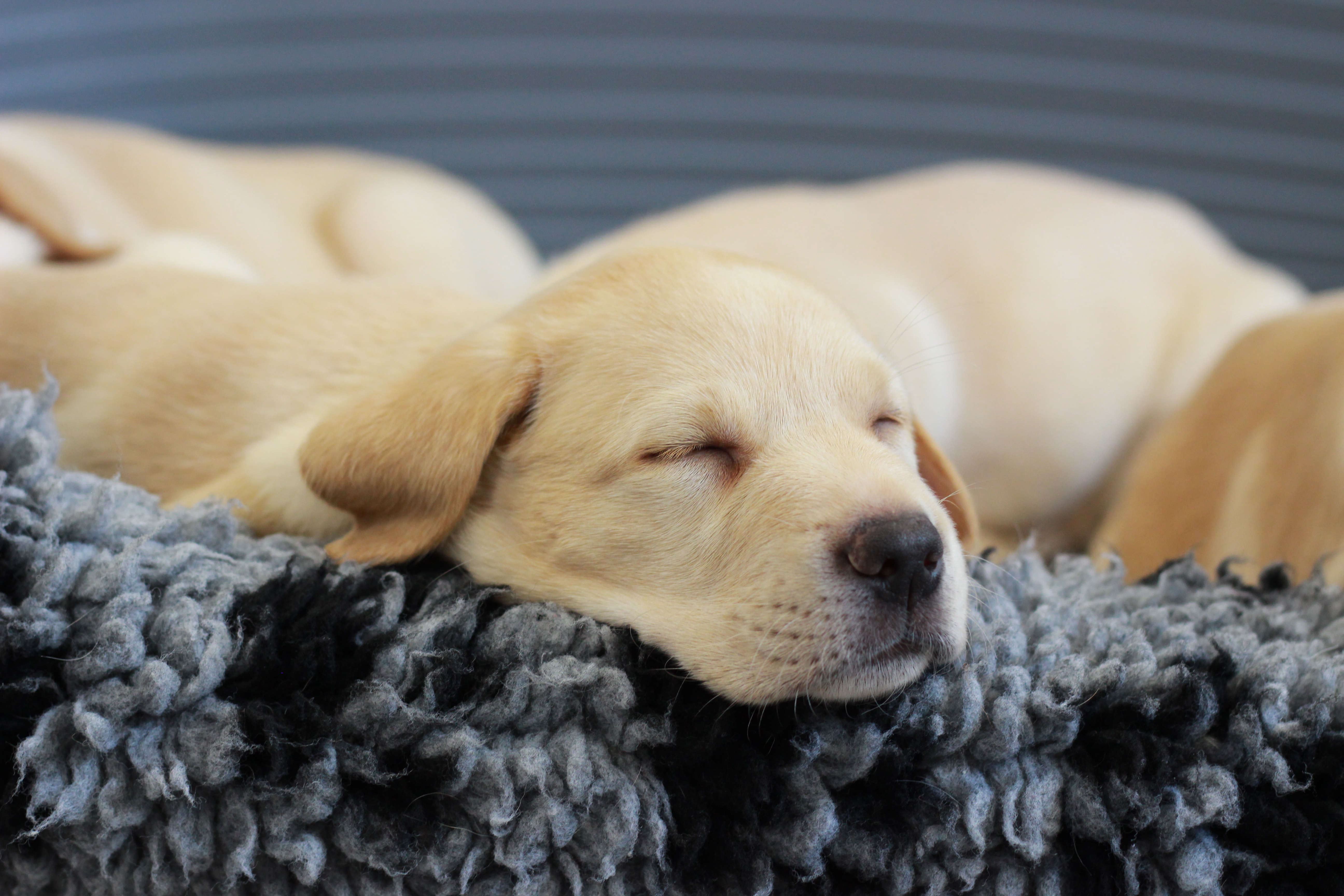 A yellow Labrador puppy sleeps peacefully on a piece of grey vet bed.