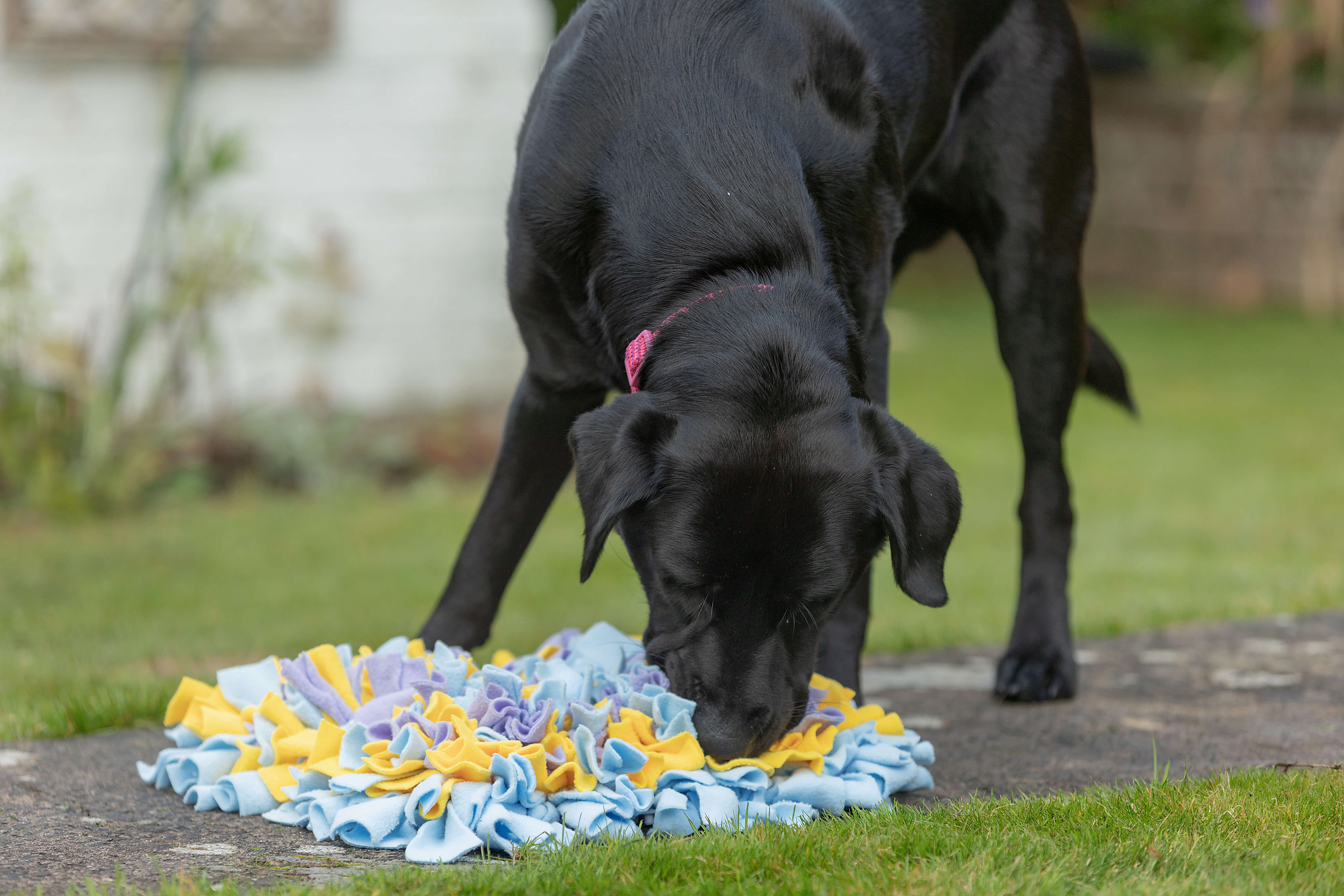 A black Labrador guide dog enjoys treats hidden in a colourful fleece snuffle mat out in a garden
