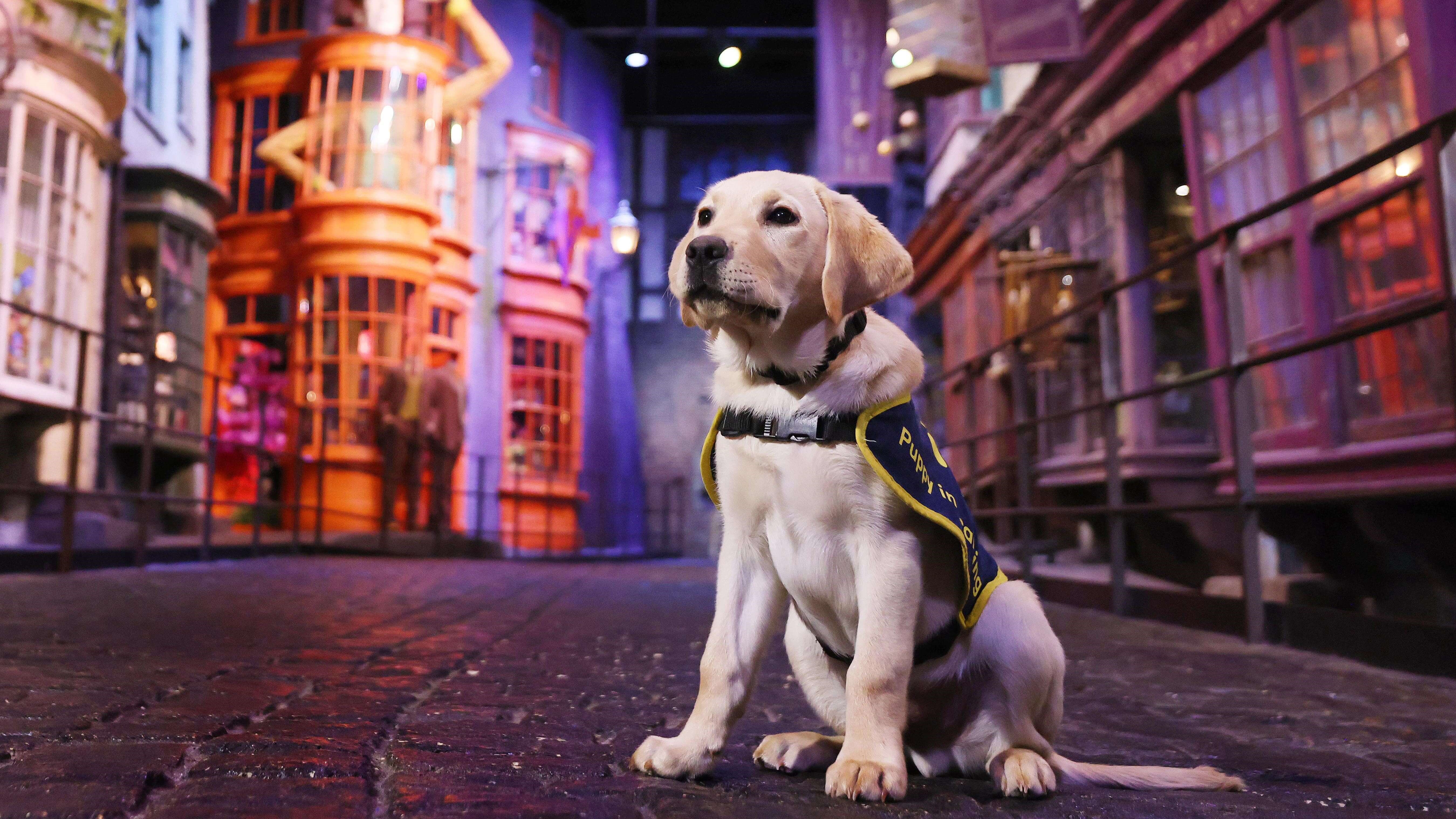14-week-old yellow Labrador puppy Ron sits on Diagon Alley's cobblestones with colourful shops in the background