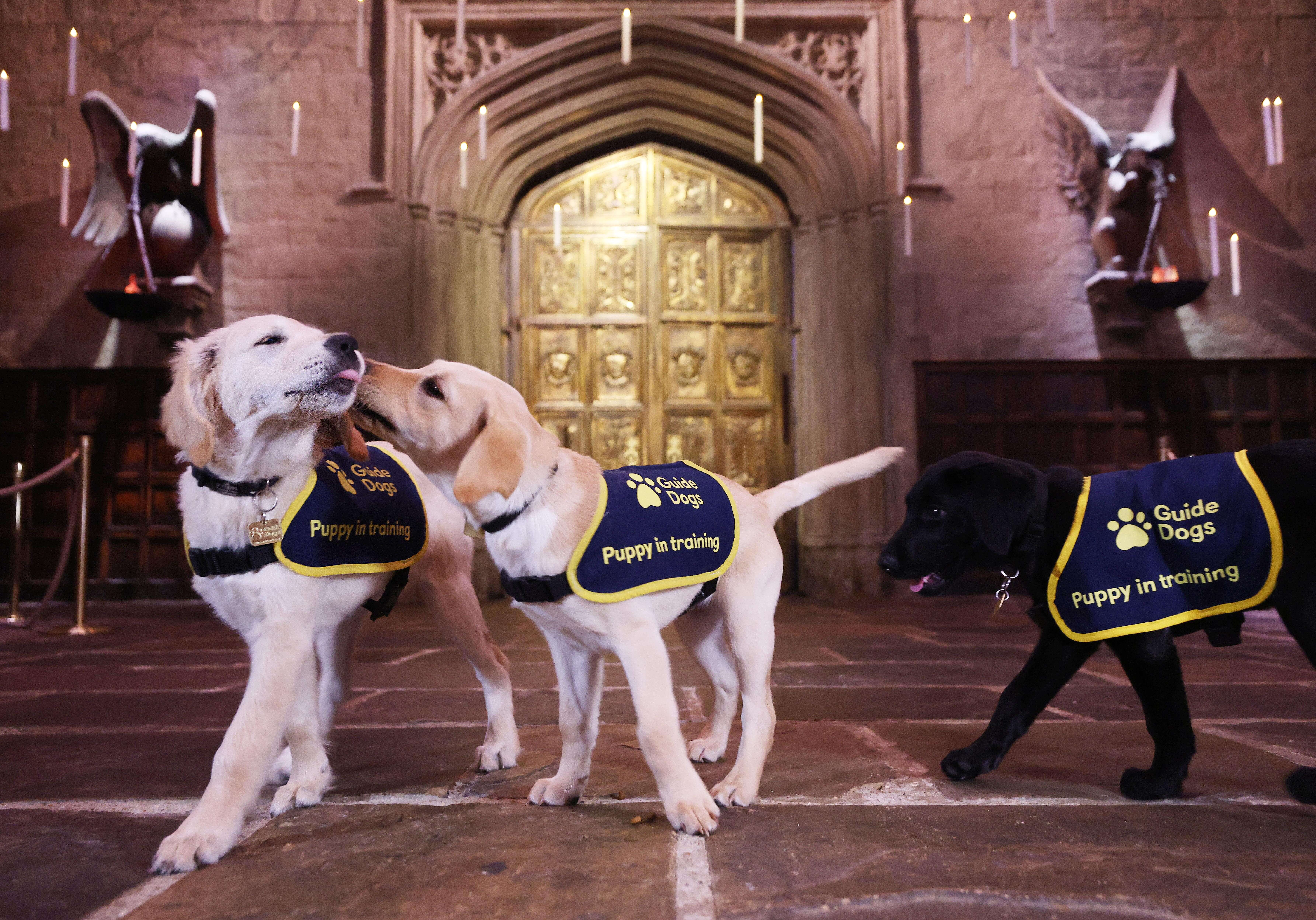 Guide dog puppies golden retriever Hermione and Labradors Ron and Harry play together in the Great Hall under floating candles