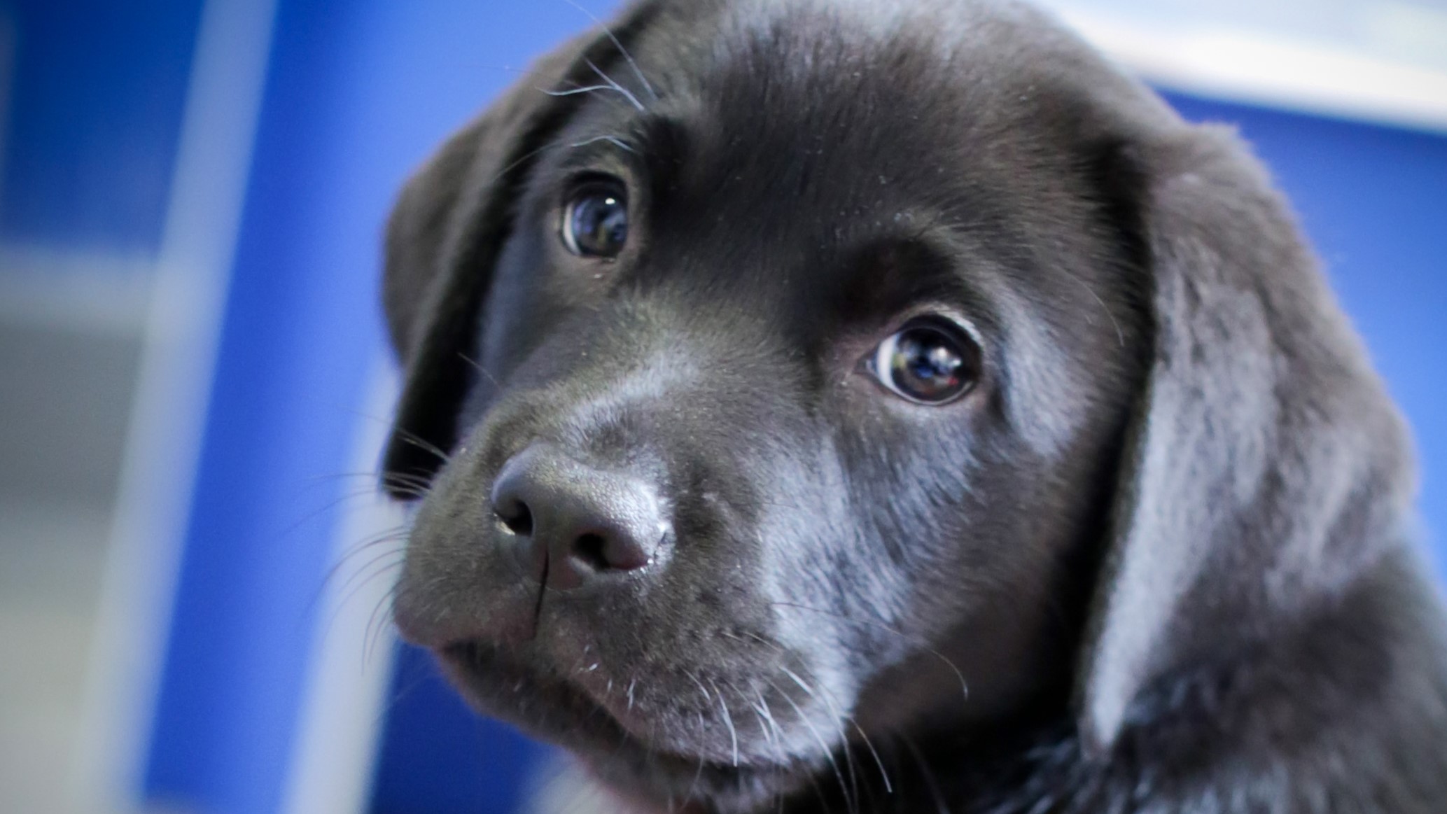Black labrador puppy turns his head to the left to look at the camera 