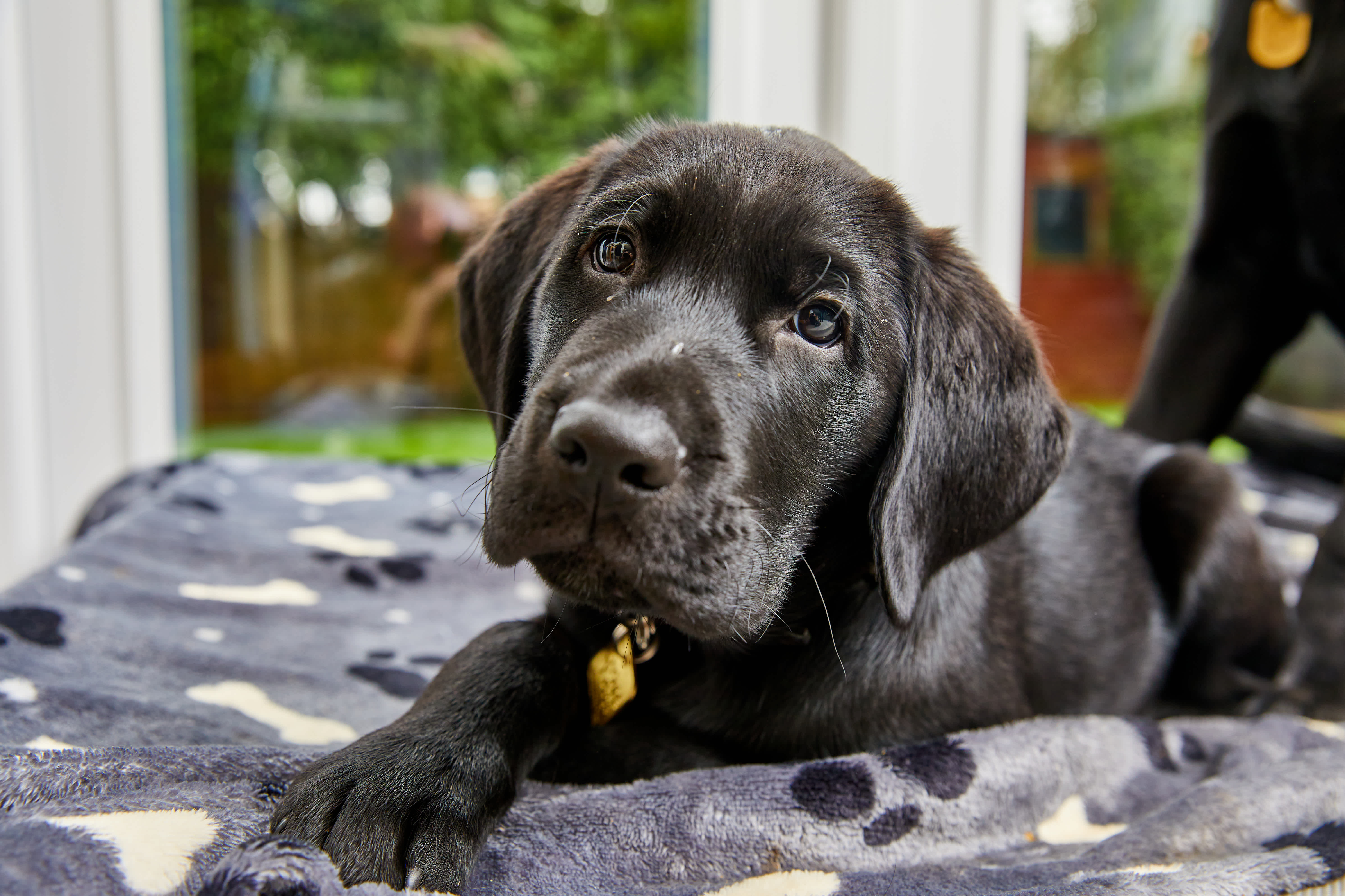 A black labrador puppy lays on a grey blanket decorated with black paw prints and white bones.