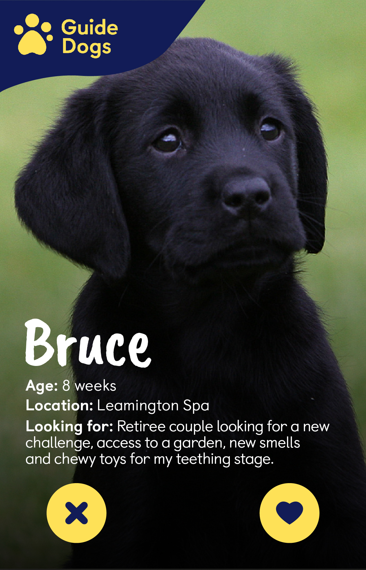 Image of a black labrador puppy against a green background in the style of a dating-app profile with Guide Dogs logo in the top right hand corner and text across the bottom half. Text says: Bruce, Age: 8 weeks , Location: Leamington Spa, Looking for: retiree couple looking for a new challenge, access to a garden, new smells and chewy toys for my teething stage. 