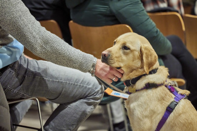 A yellow Labrador in a purple harness is stroked by a man in a grey jumper