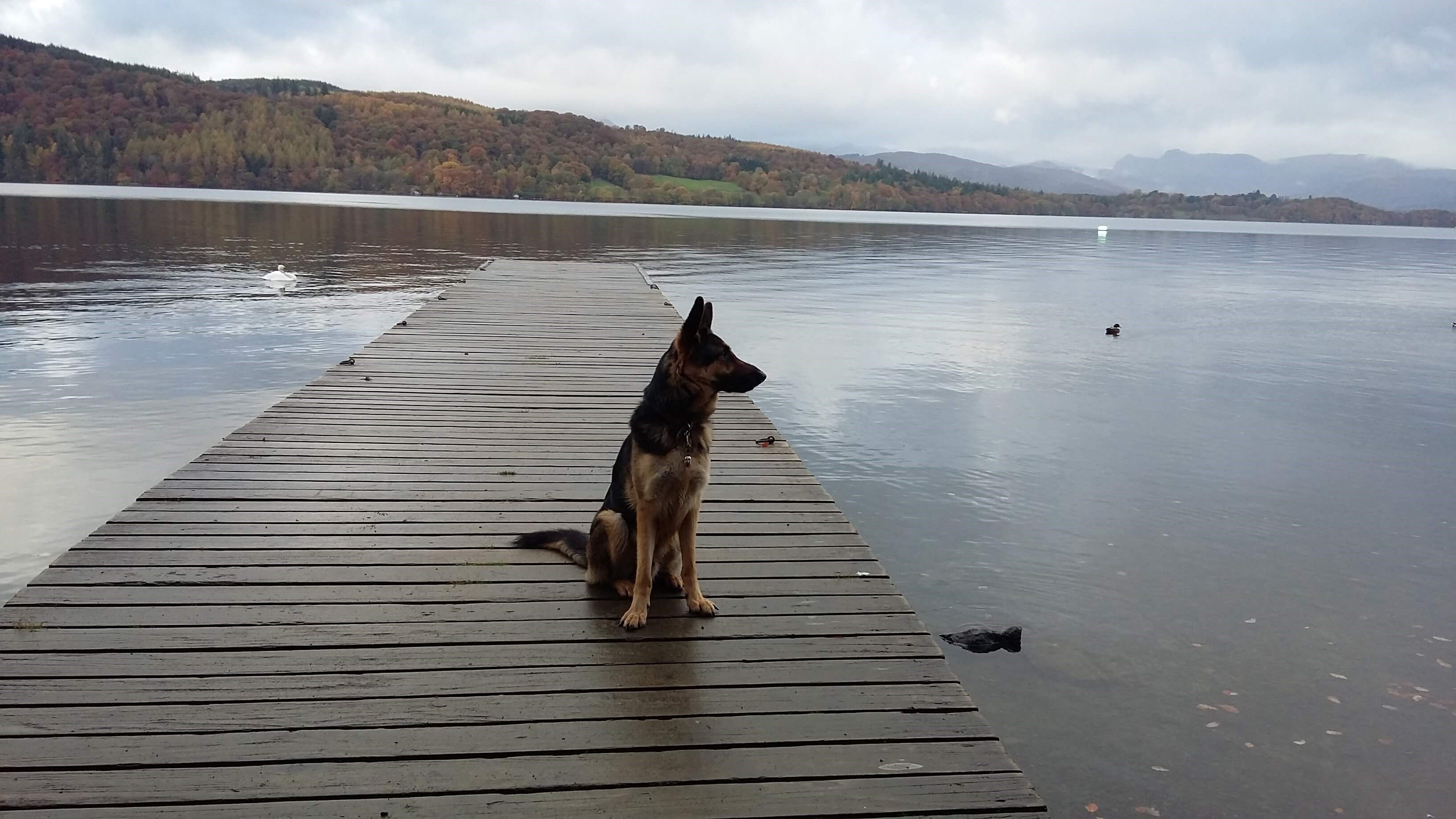 Troy, a German shepherd guide dog, sits on a boardwalk at Windermere looking out over the water