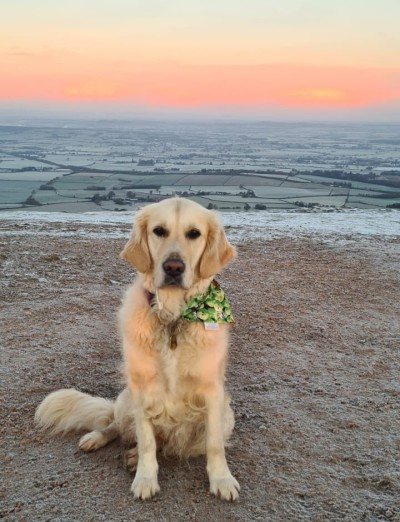 Golden retriever Ela sits and looks at the camera. behind her is a view of frosty fields and a pink and orange sunset.