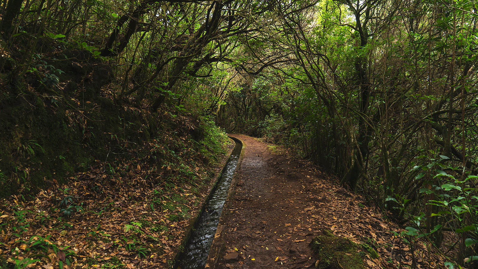 Levada dos Cedros