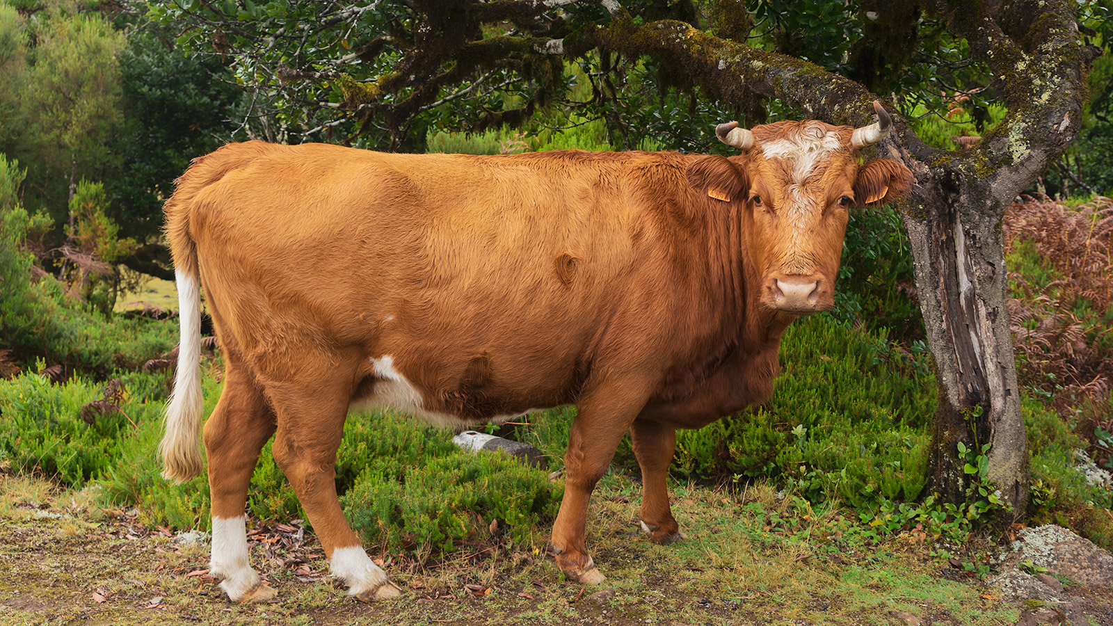 The plateau of Paúl da Serra is also a home for free walking cows