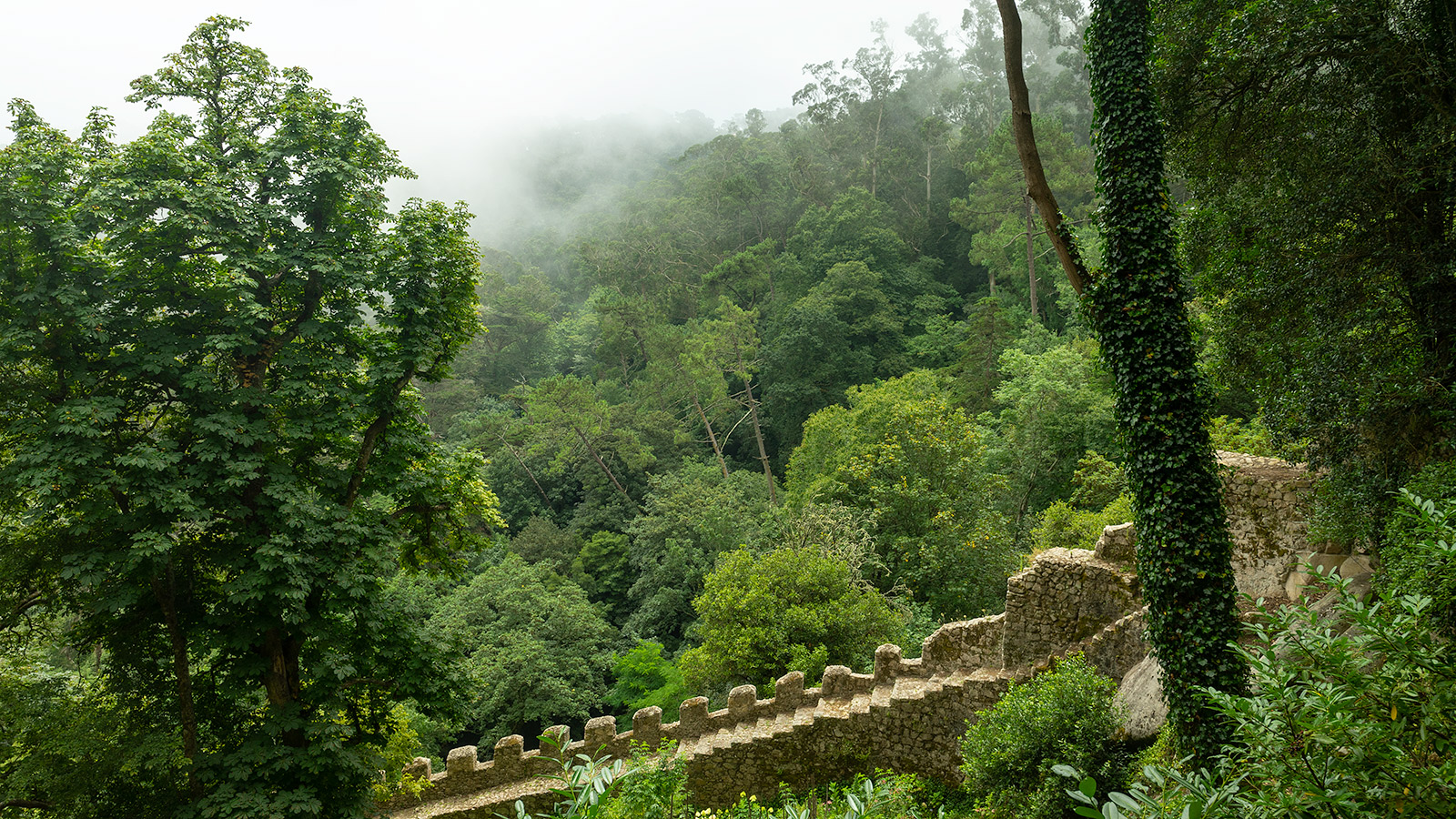 The dense forest around the Castle of the Moors (Castelo dos Mouros)