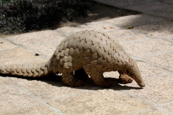 Pangolin