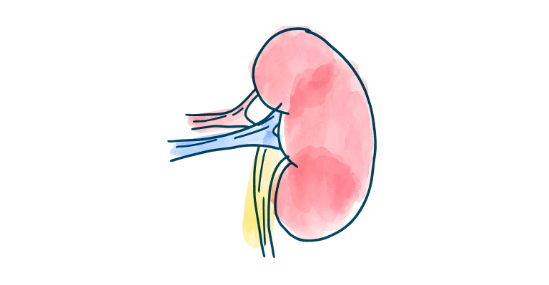 media-card-kidney-understanding-kidney-transplant-rejection-d