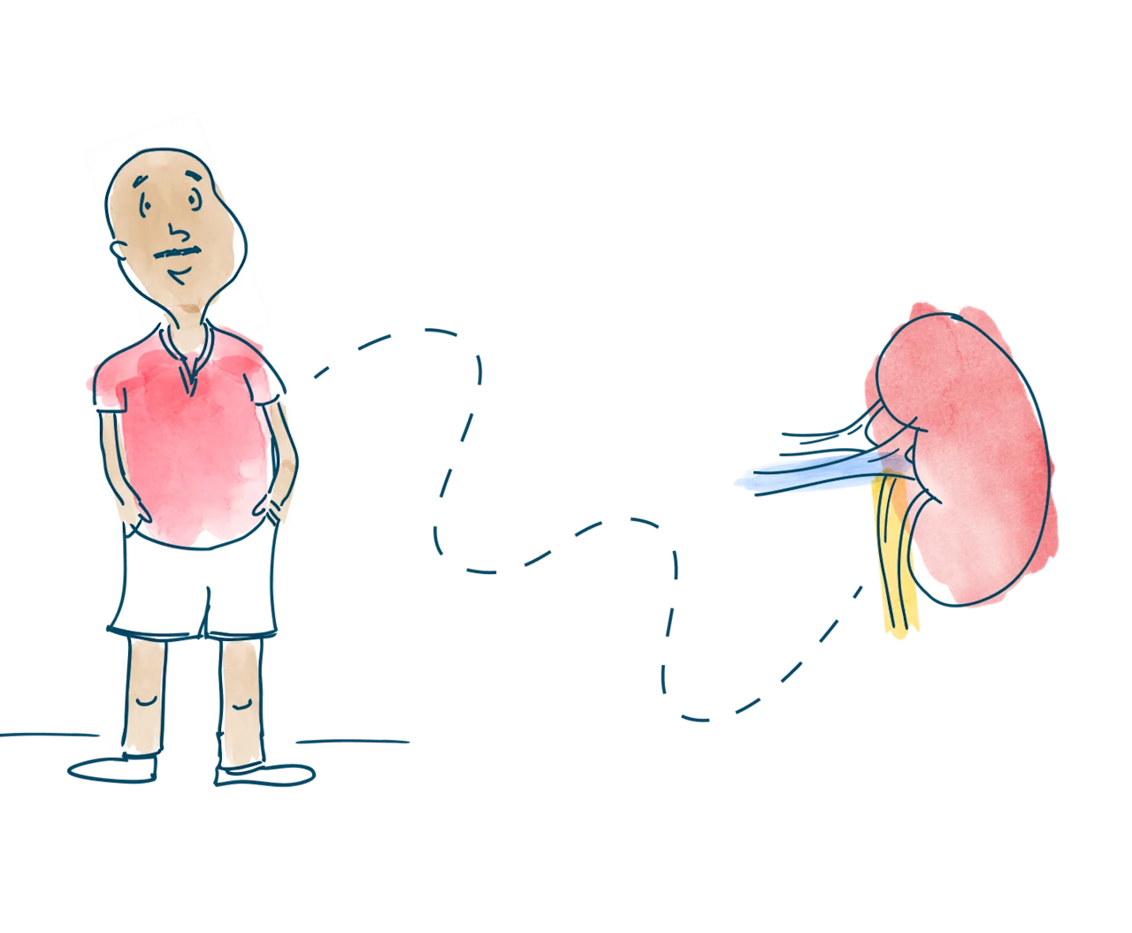 header-hero-patient-connected-kidney-match-d