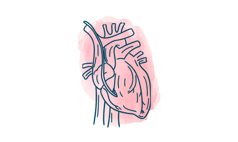 media-card-heart-science-behind-heart-care-d