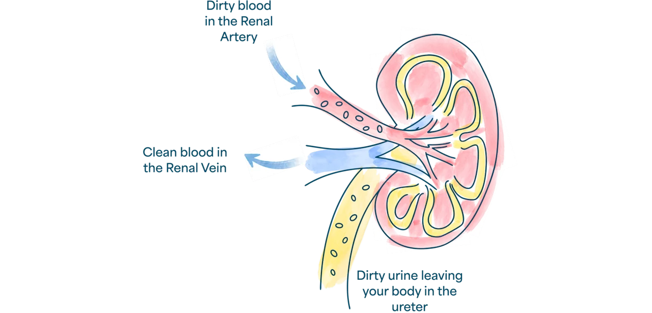media-kidney-dirty-clean-blood-creatinine levels mean-d