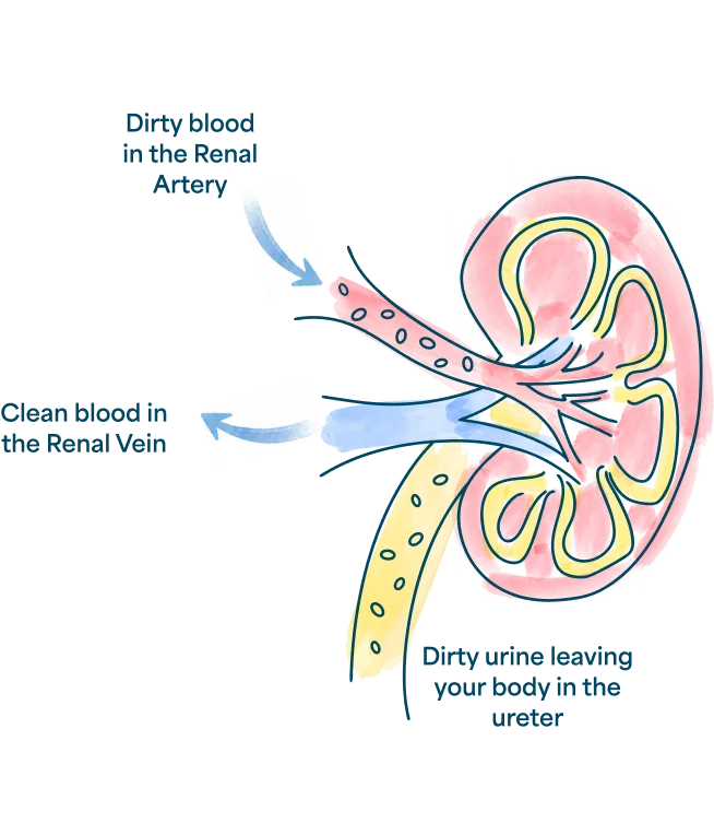 media-kidney-dirty-clean-blood-creatinine levels mean-m