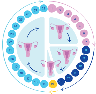 Phasen des Menstruationszyklus der Frau