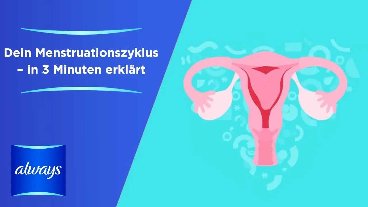 Dein Menstruationszyklus in 3 Minuten
