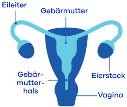 Innere weibliche Geschlechtsorgane