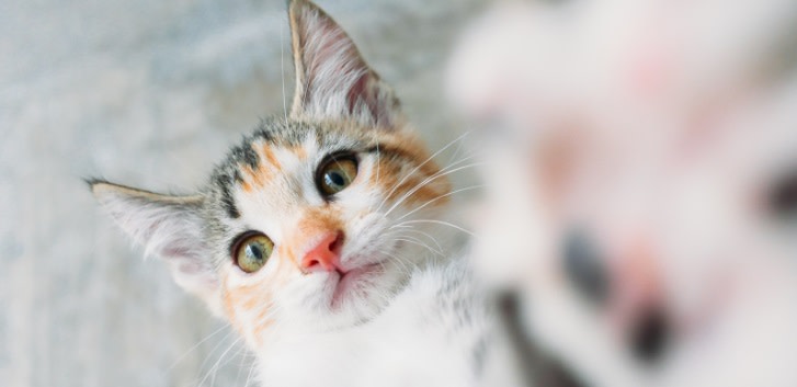 Blog Safe Cat Safe Wildlife