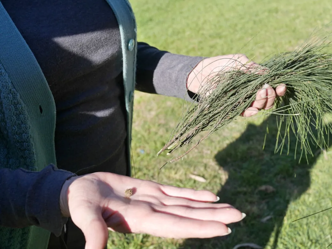 Outstretched hands holding a single seed and several branches.