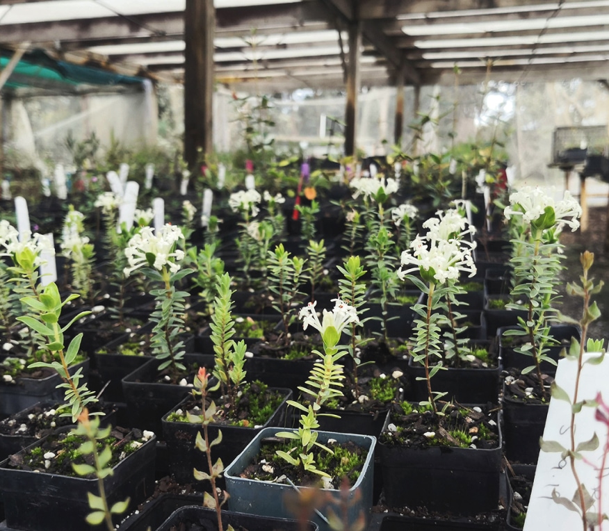 Photo showing a collection of seedlings being grown in small pots. 