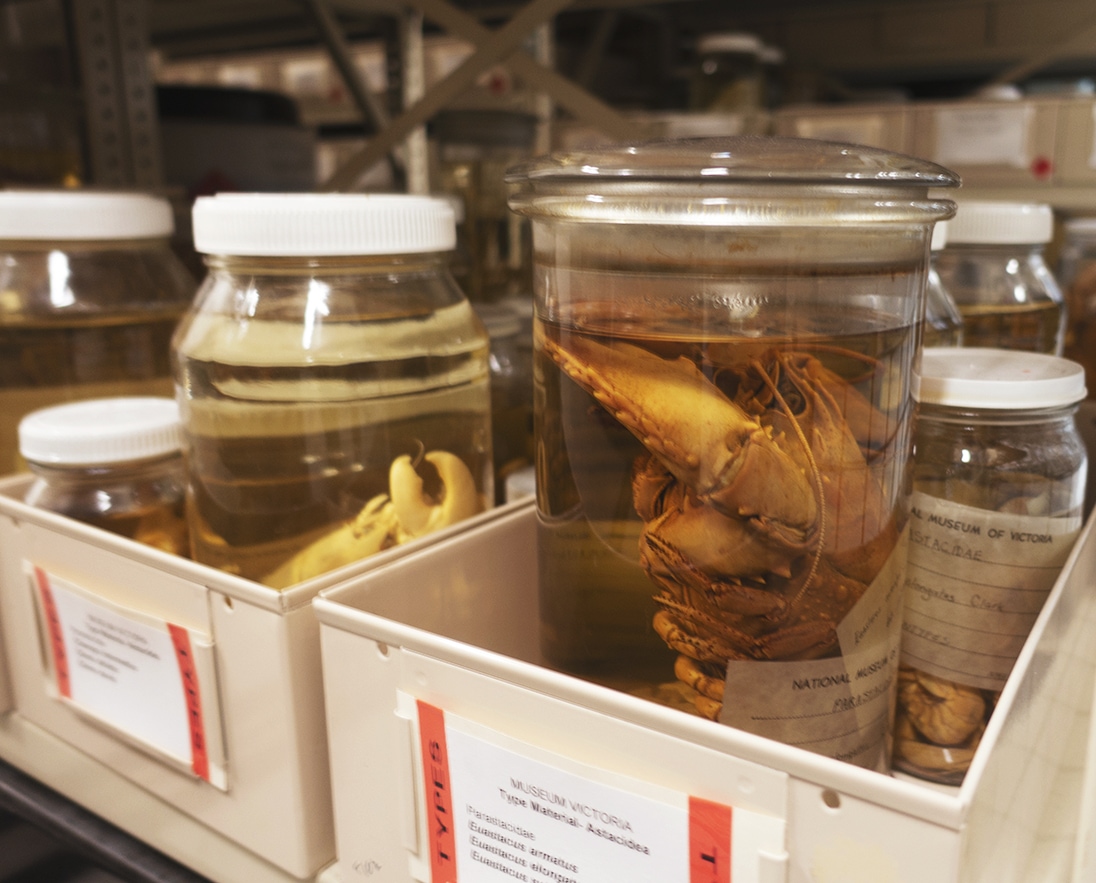 A collection of sea creatures preserved in jars