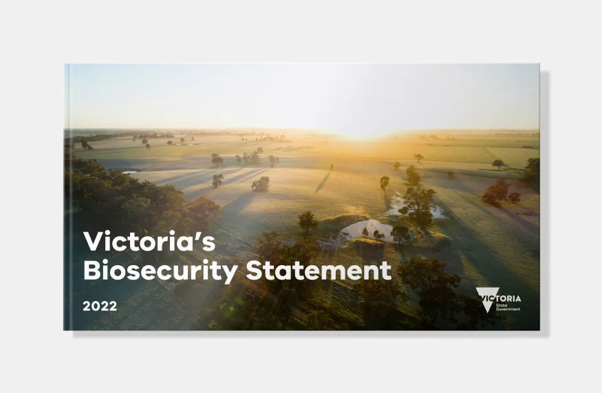 Australian rural countryside at dawn. Landscape in mist with long shadows.