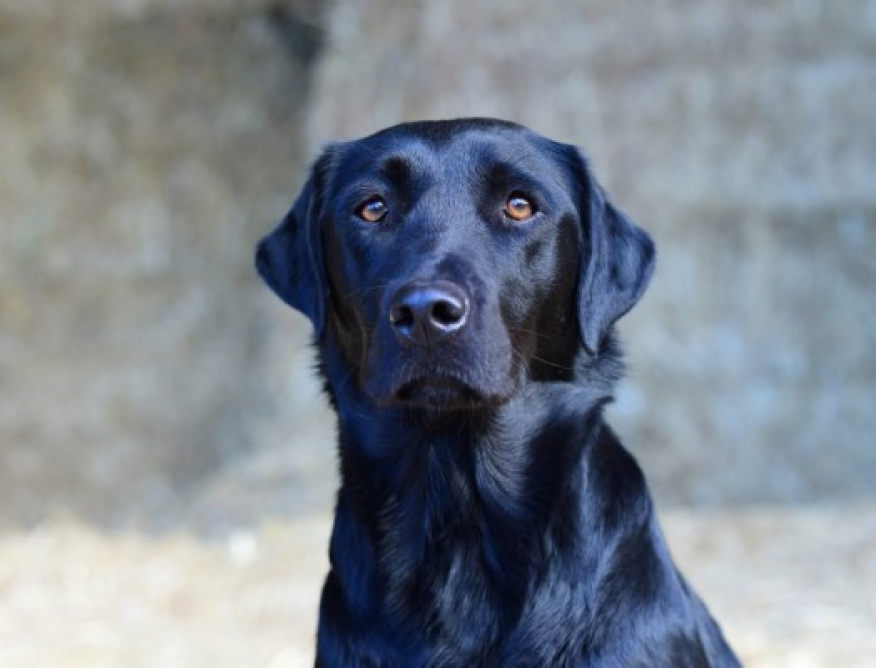 A Labrador