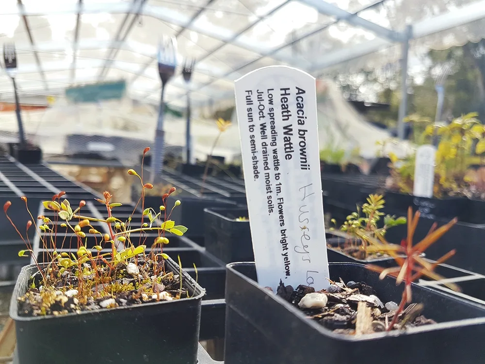 Some wattle seedlings sprouting