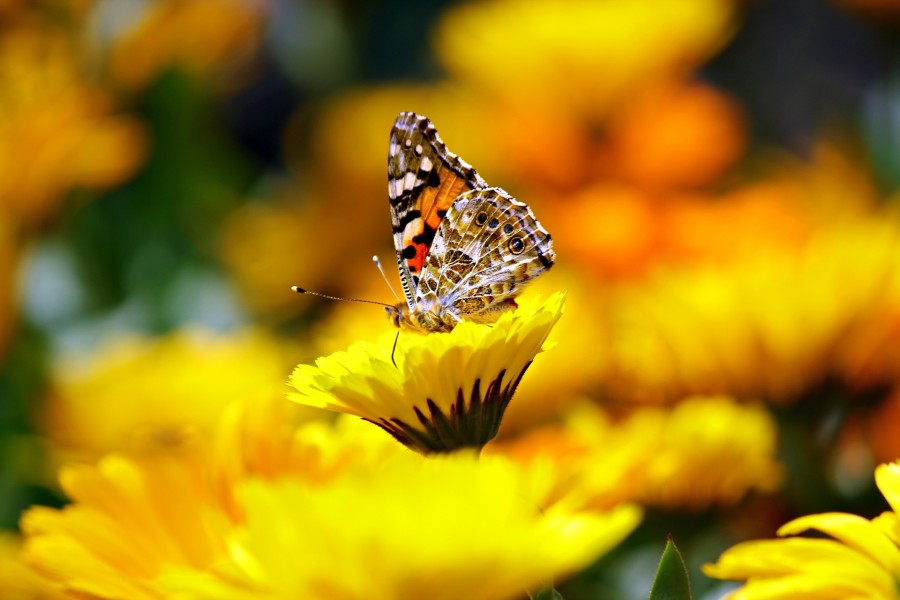 A butterfly perched on a flower.