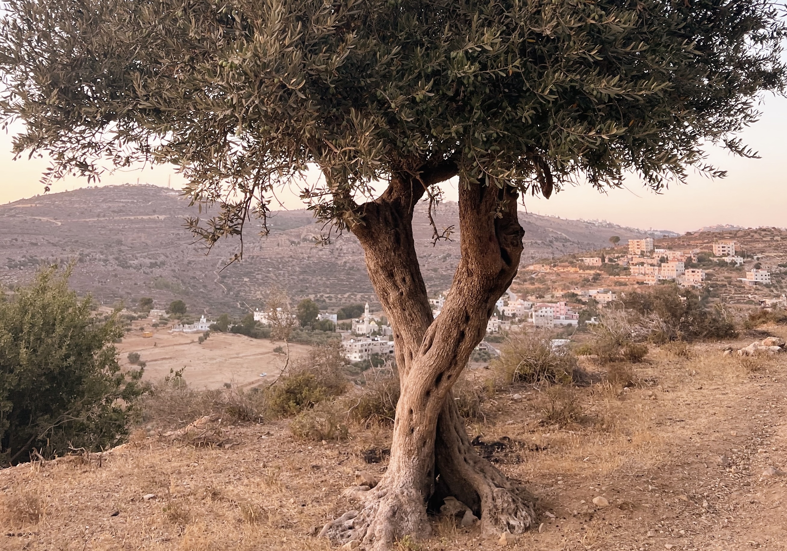 Two mature olive trees in عين قينيا (Ein Qiniya), West Bank, Palestine. Photo: Hanna Barakat, 2022.