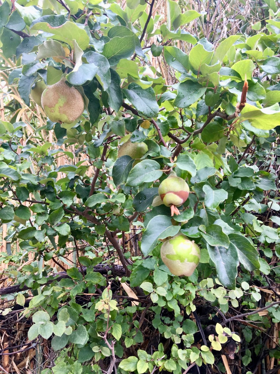 A quince tree.