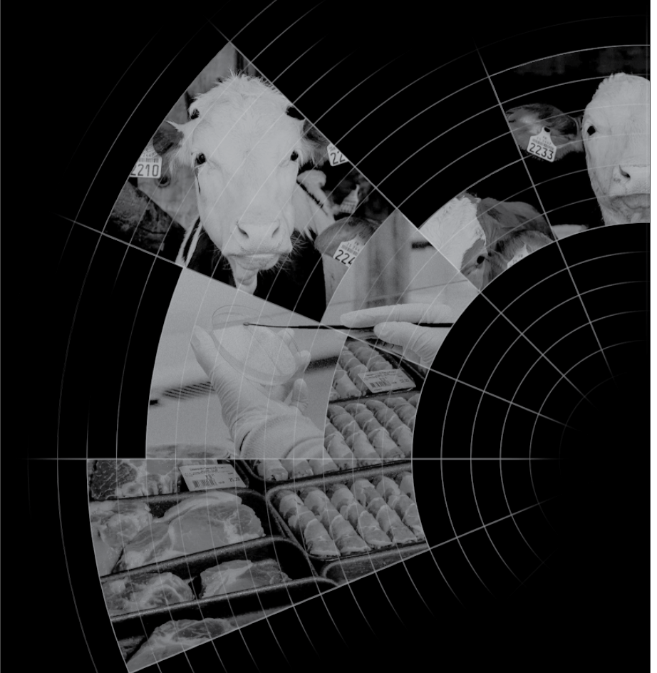 An abstract cover image for Labriculture Now featuring a circular graph shape with cows and eggs.