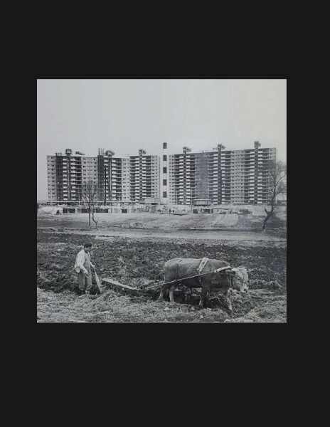 A black and white photo of a man plowing a field with a cow, in front of urban buildings under construction.