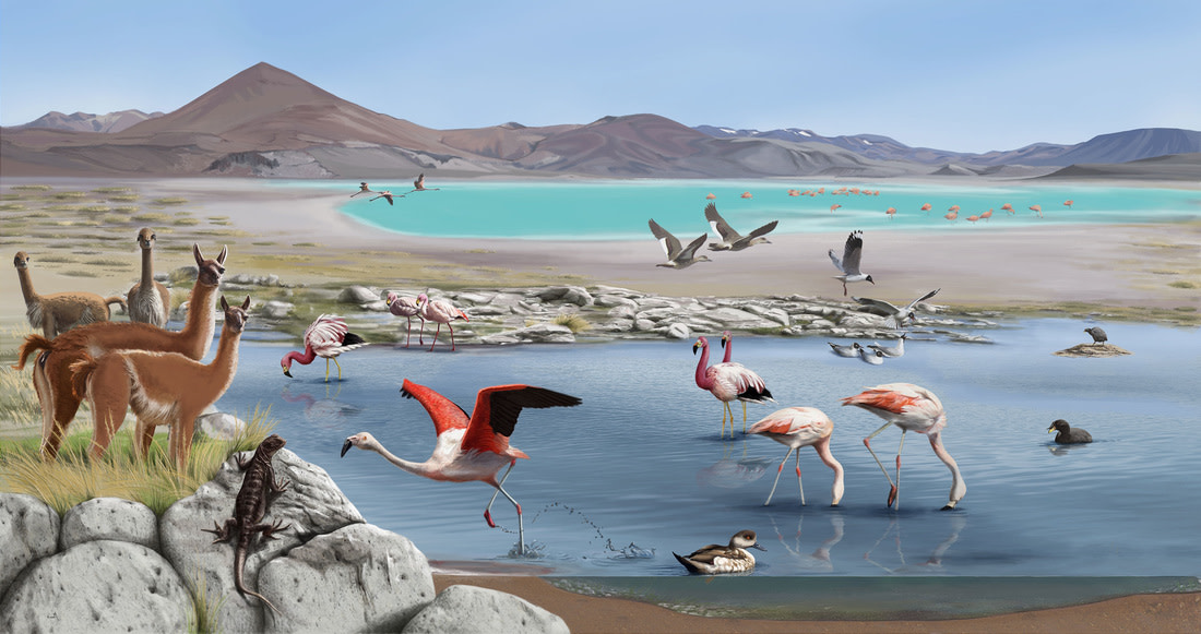 Painting of a valley with two bodies of water with flamingos and various waterfowl, llamas standing beside, and a lizard in the front.