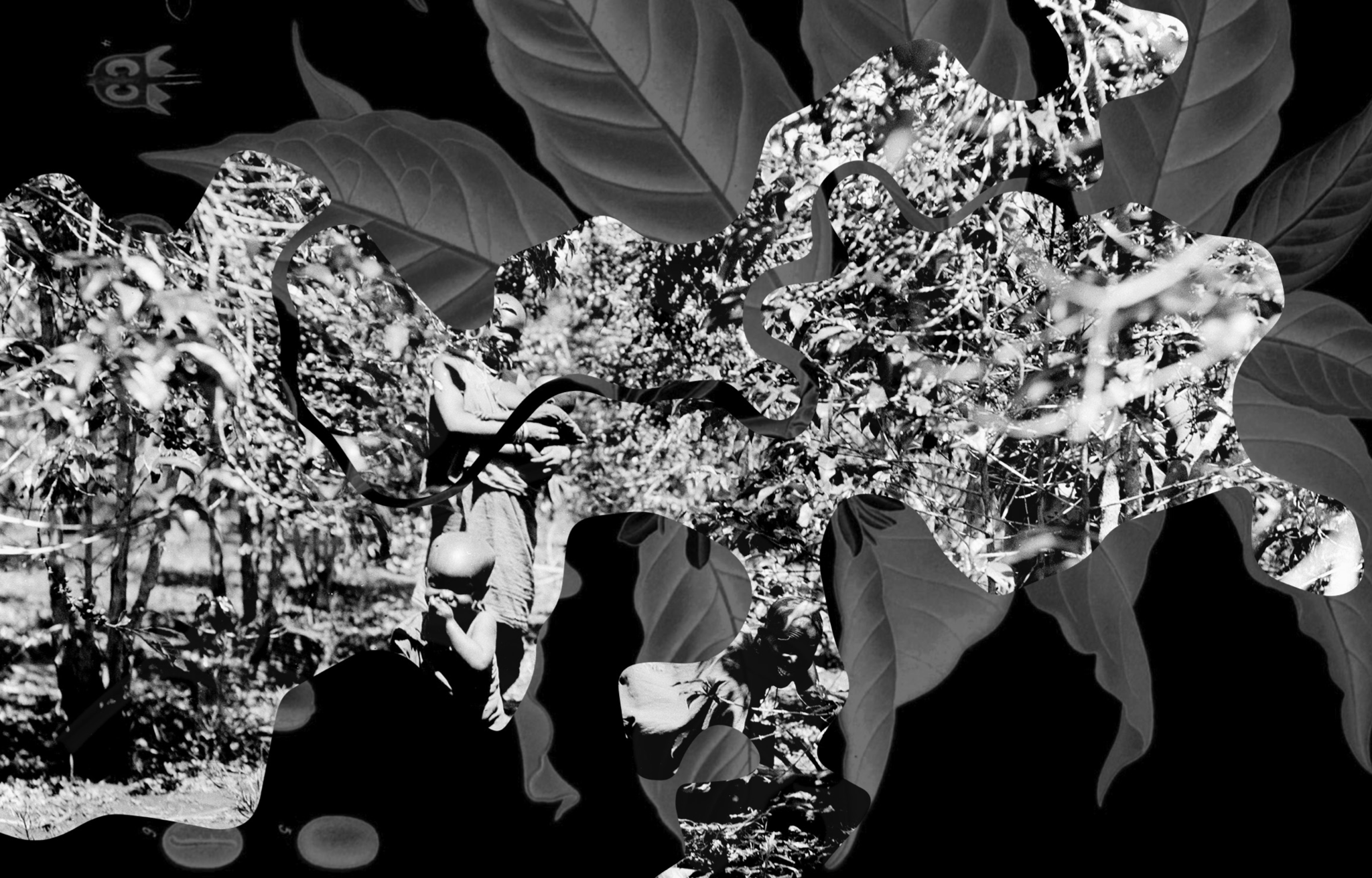 An abstract image with natural forms over a black background