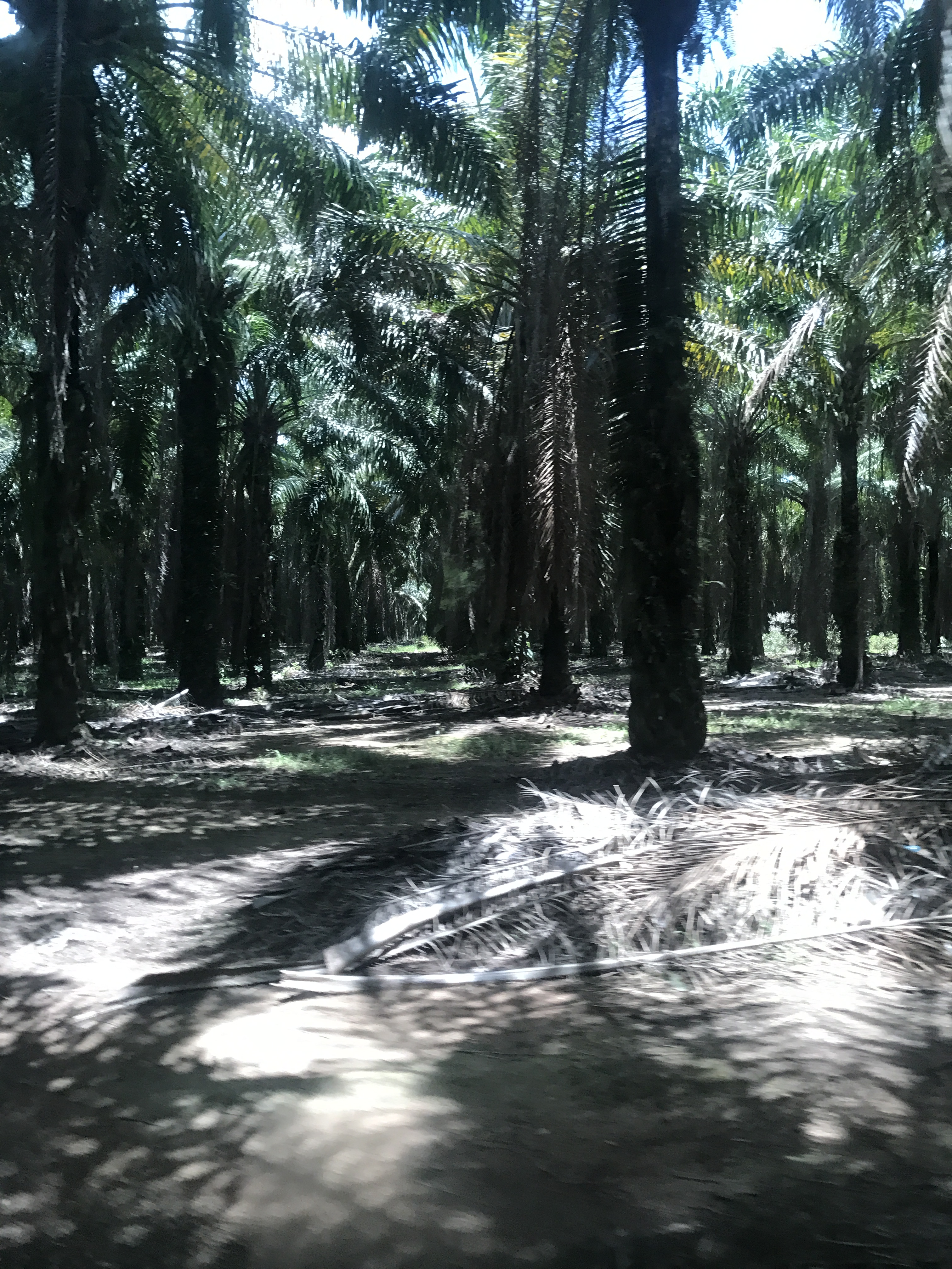 An African palm plantation just outside of liberated Garifuna territories in Honduras, which are active in the fight against extractivism, June 2017. Photo: Paula Ayala / OFRANEH.