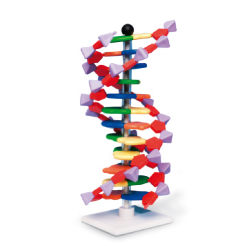 DNA