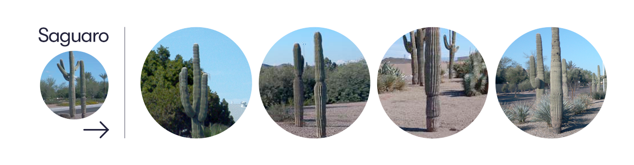 An example of how Waymo's content search can pull up examples of saguaro cacti