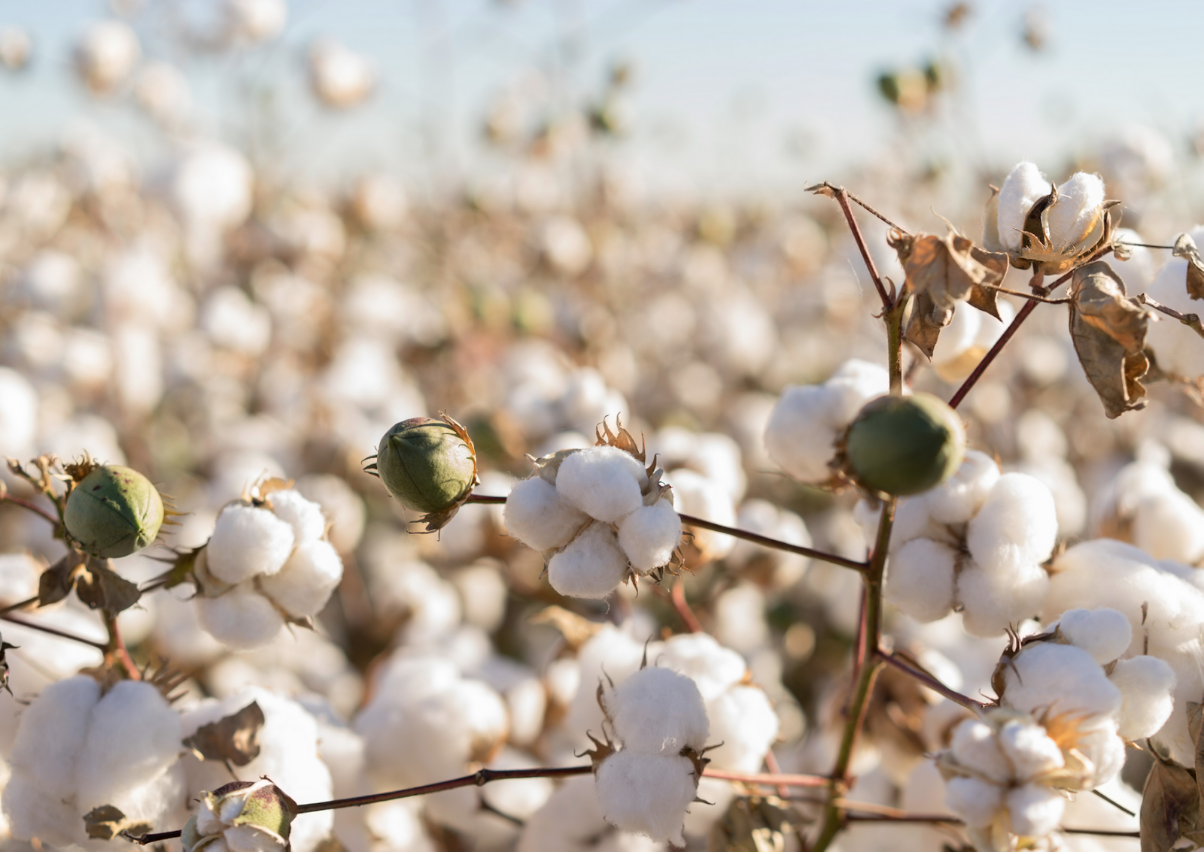 How Organic Cotton Uses Less Water, with Y.O.U Underwear.png