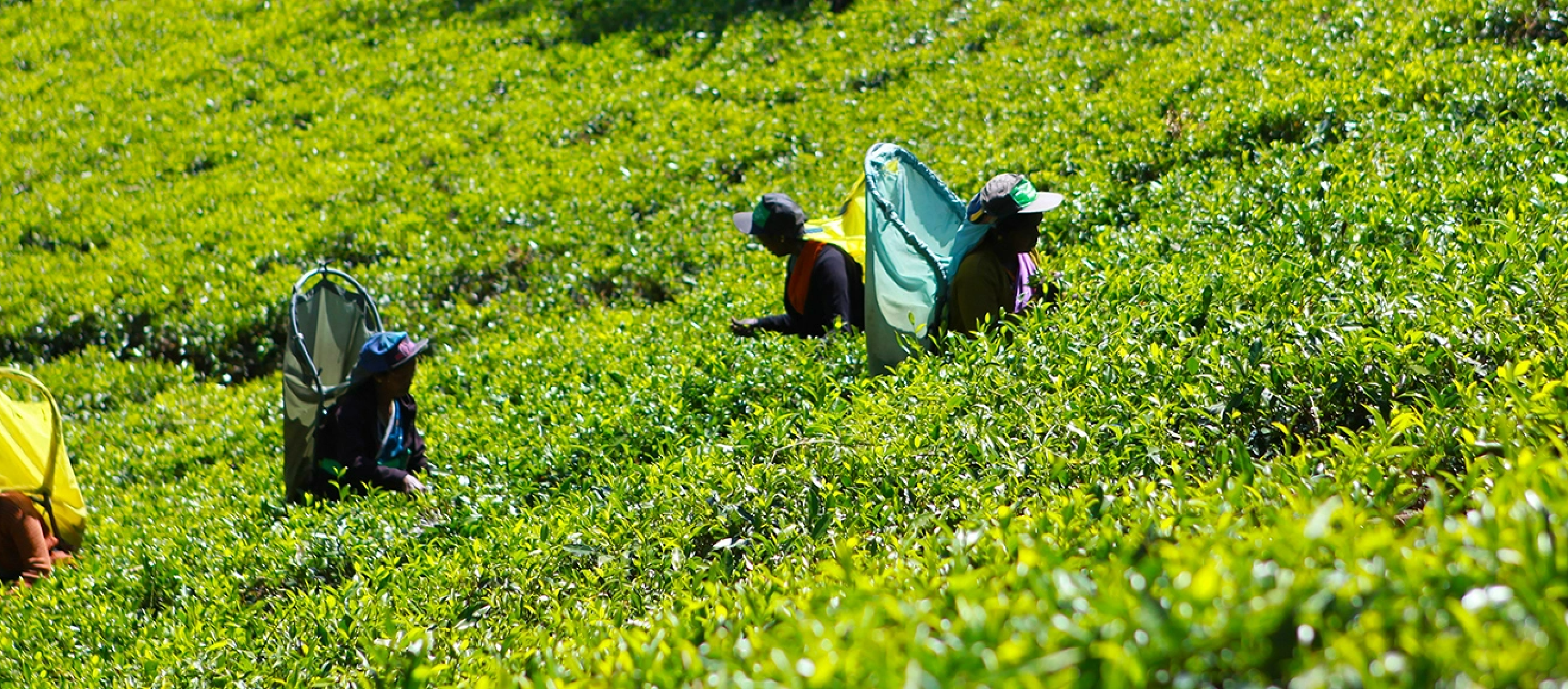 紅茶がより良い 毎日をサポート | Lipton Japan