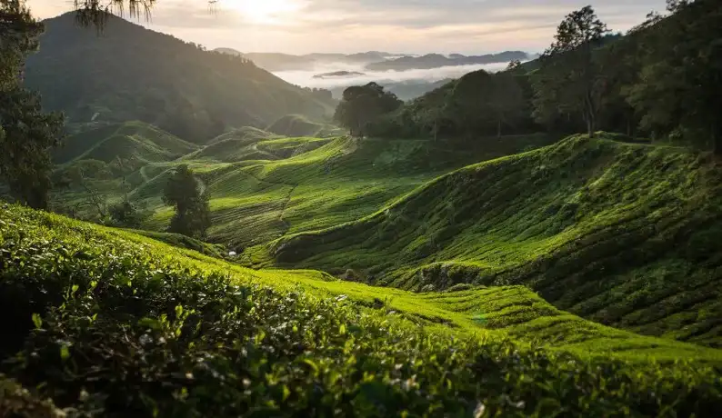 Loving our tea farms